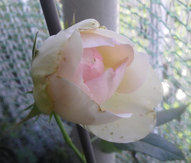 IMGA0928.jpg