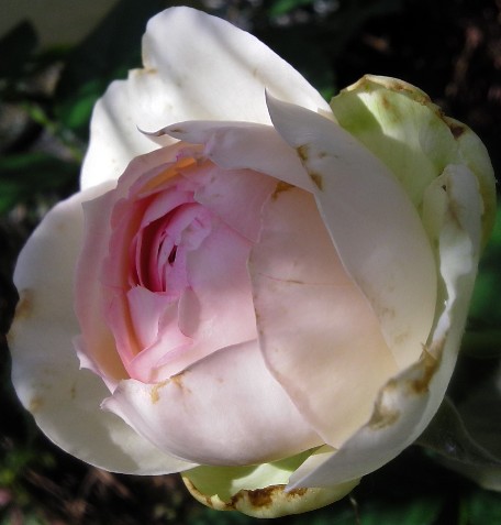IMGA0930.jpg