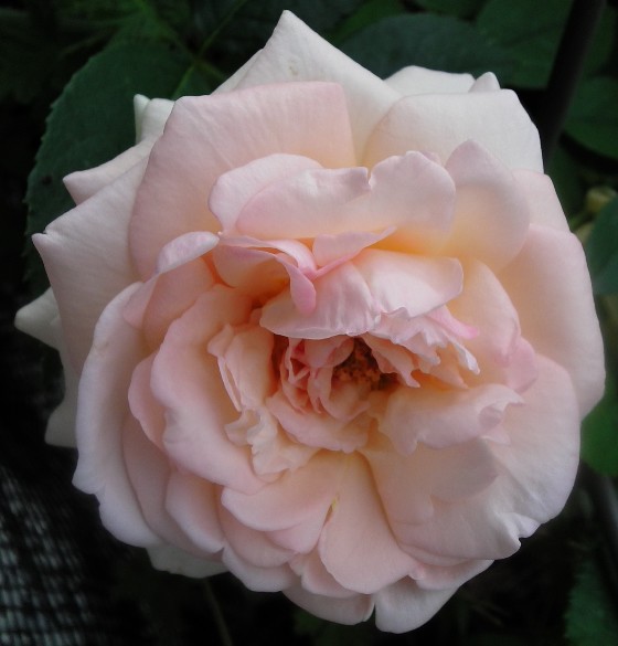 IMGA0939.jpg