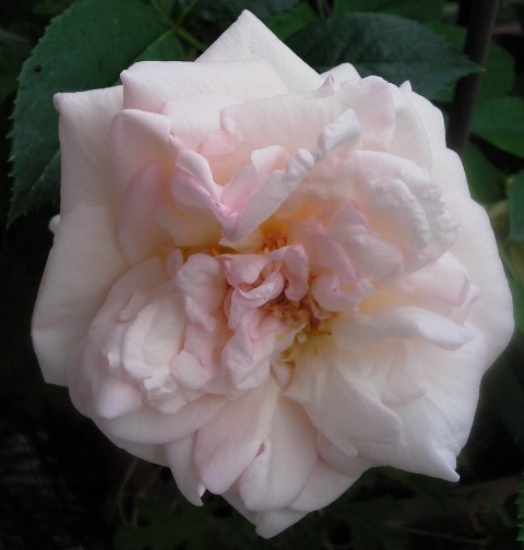 IMGA0952.jpg