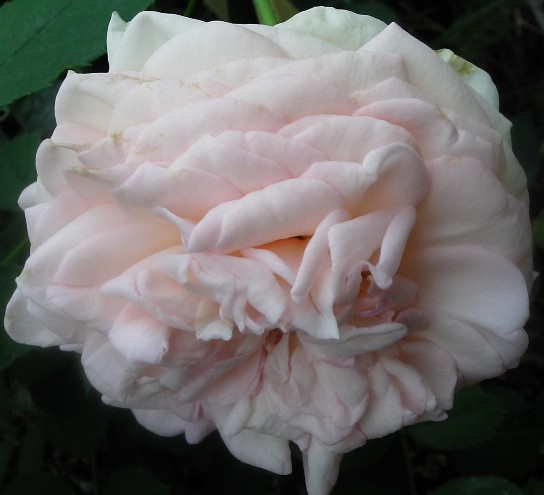 IMGA0960.jpg